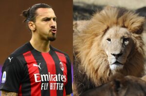 Zlatan Ibrahimovic, lion
