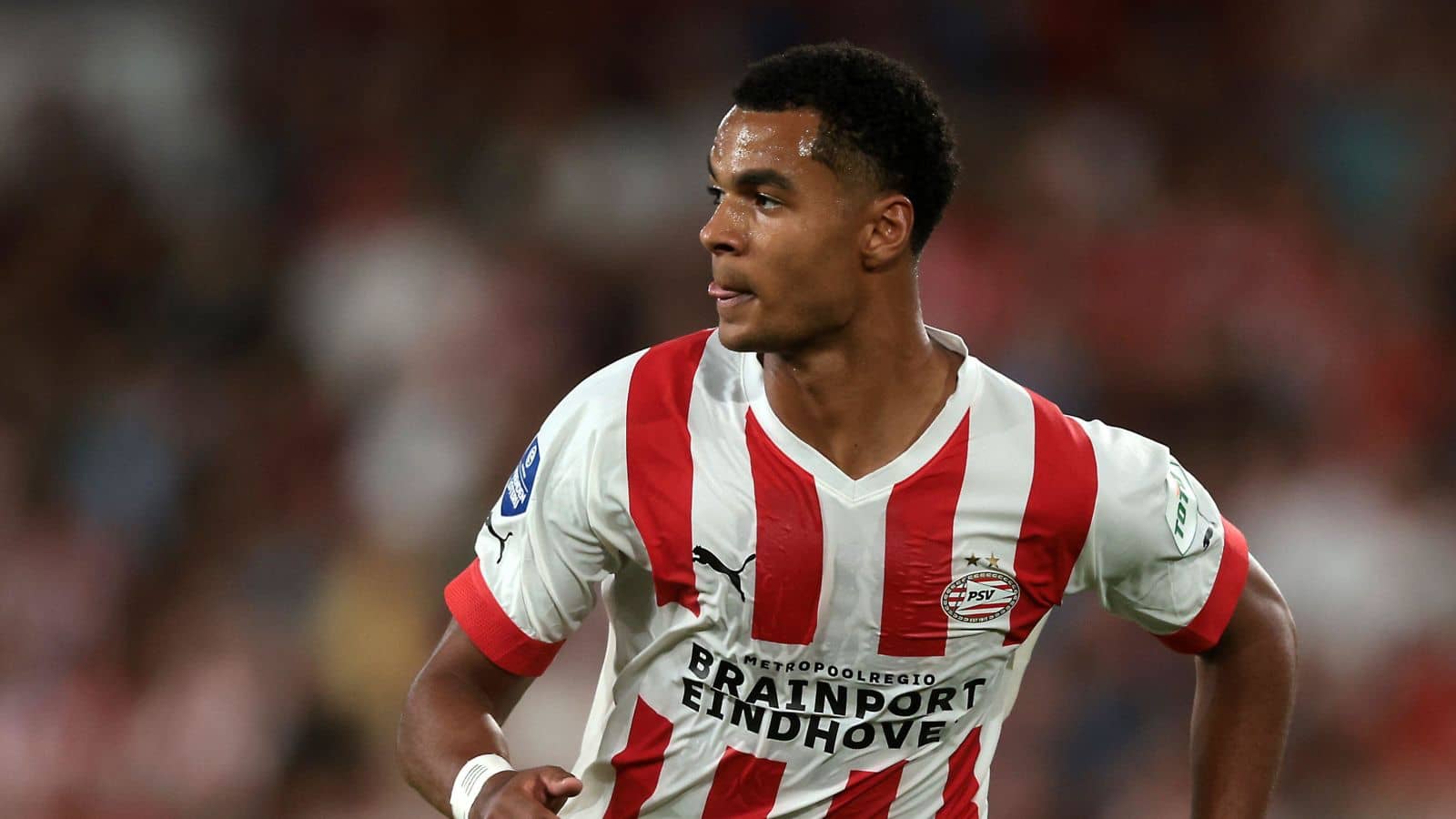 Cody Gakpo at PSV